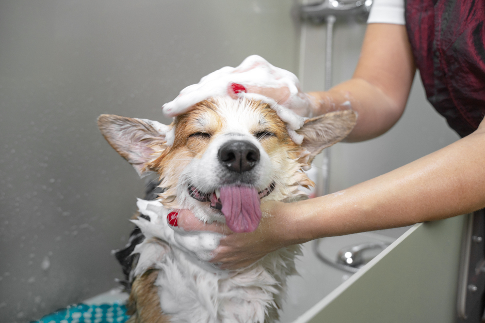 pet skin conditions groomers often spot first