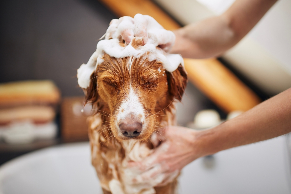 diy grooming mistakes