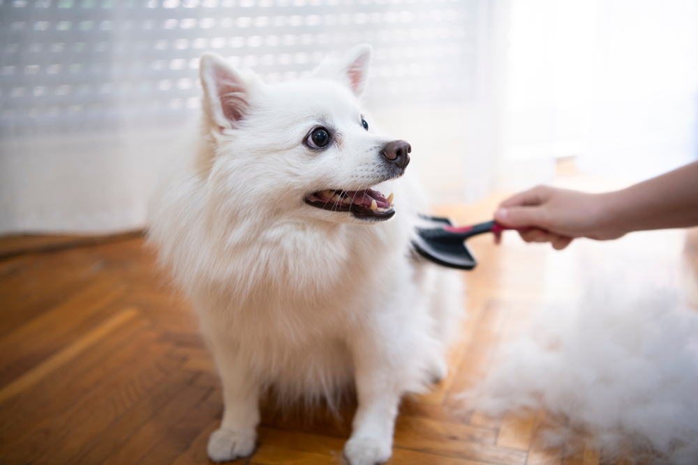 deshedding vs haircuts for dogs