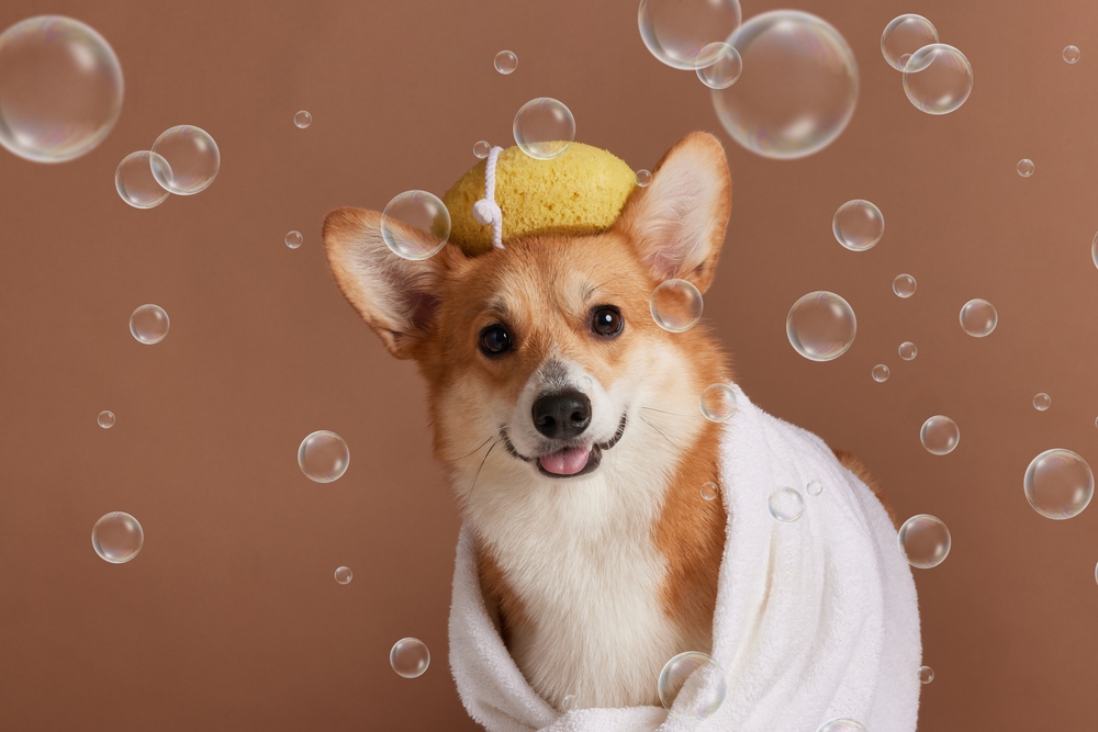 how often should you groom your dog in florida