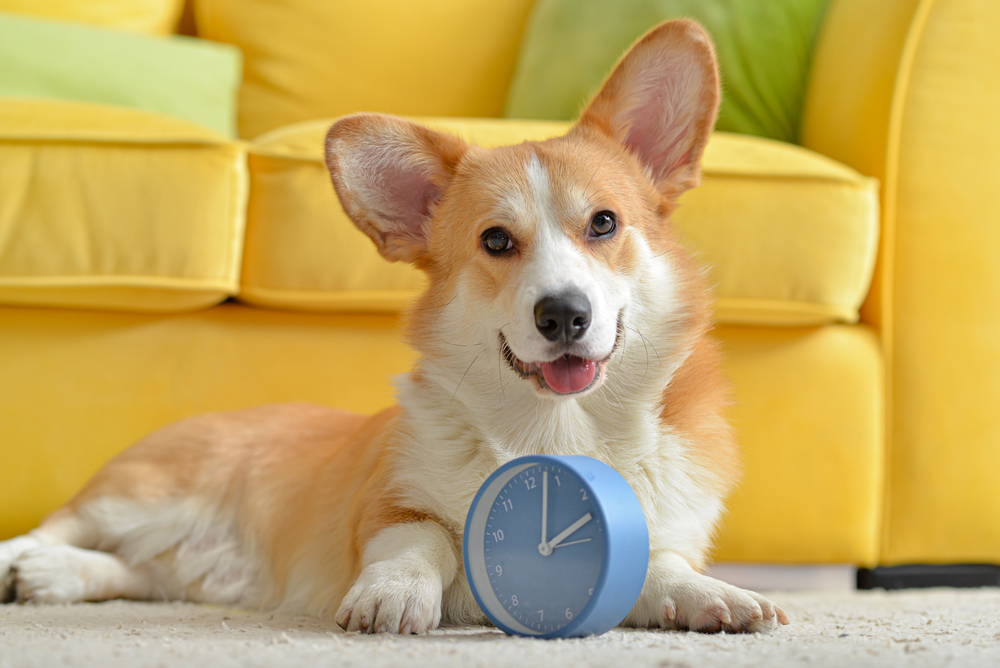 Discover why some grooming appointments take longer. Learn how coat type, behavior, and health affect time—and why Groomobile’s expert groomers care most.