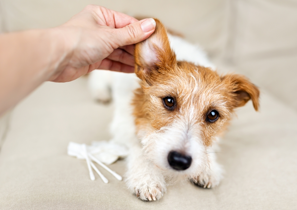 Early Signs of Skin Problems in Pets